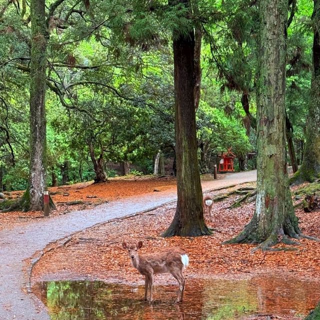 5 จุดต้องแวะ เมือง nara 5 จุดต้องแวะ เมือง nara