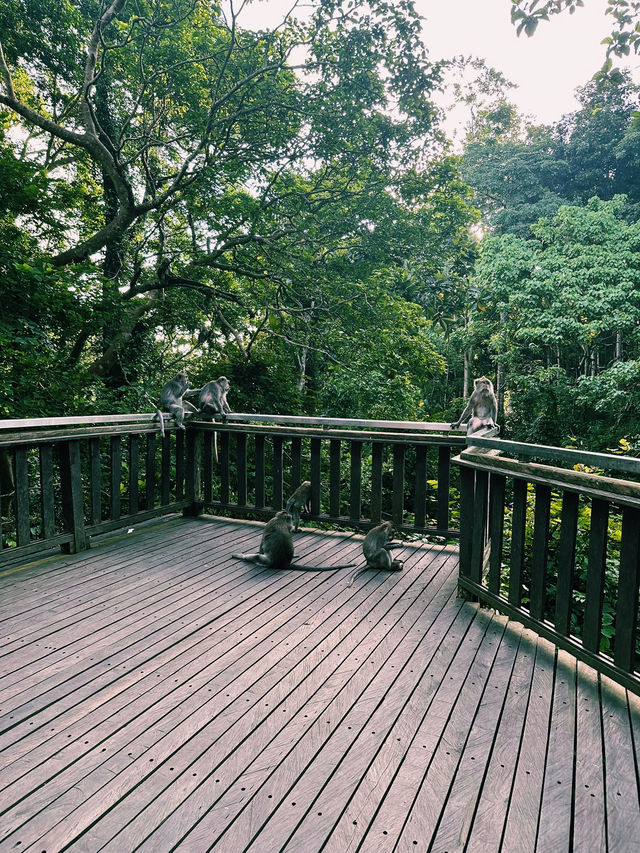 Mystical Paths of Ubud Monkey Forest 🌿🐒