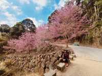 櫻花竹林秘境．石壁山壯麗之旅