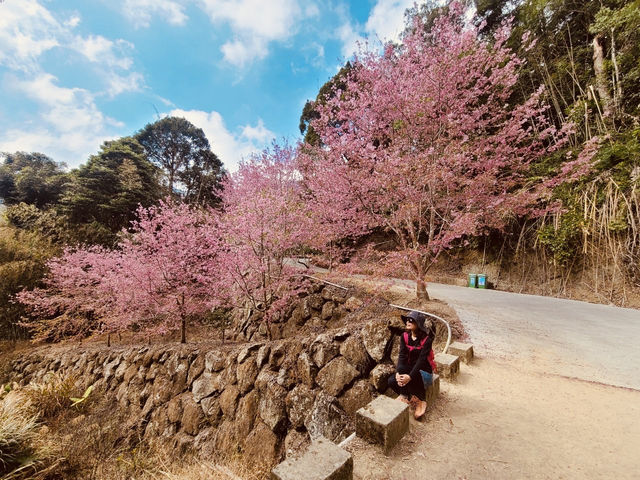 櫻花竹林秘境．石壁山壯麗之旅