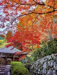 🍁 Yoshimine-dera Temple – Kyoto’s Mountain Jewel Dressed in Autumn Glory 🇯🇵