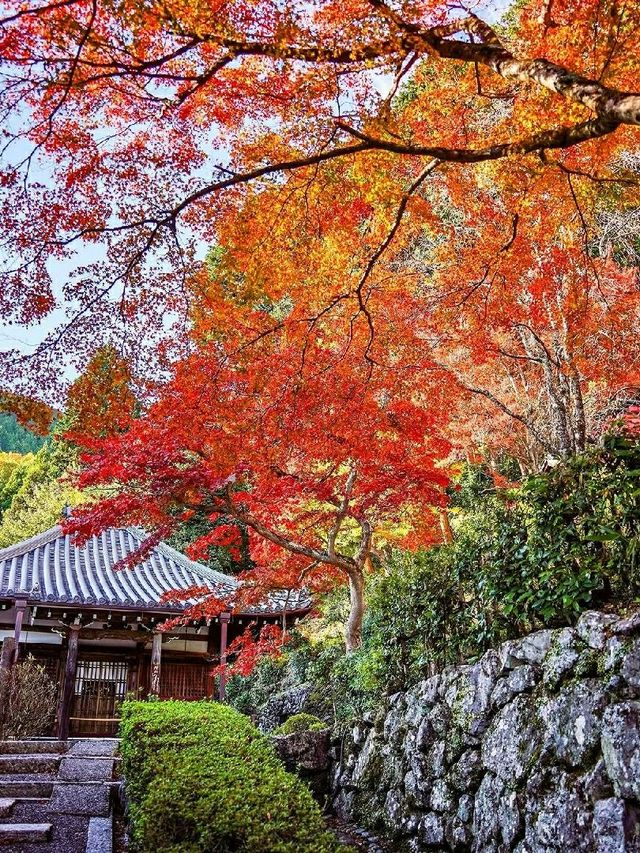 🍁 Yoshimine-dera Temple – Kyoto’s Mountain Jewel Dressed in Autumn Glory 🇯🇵