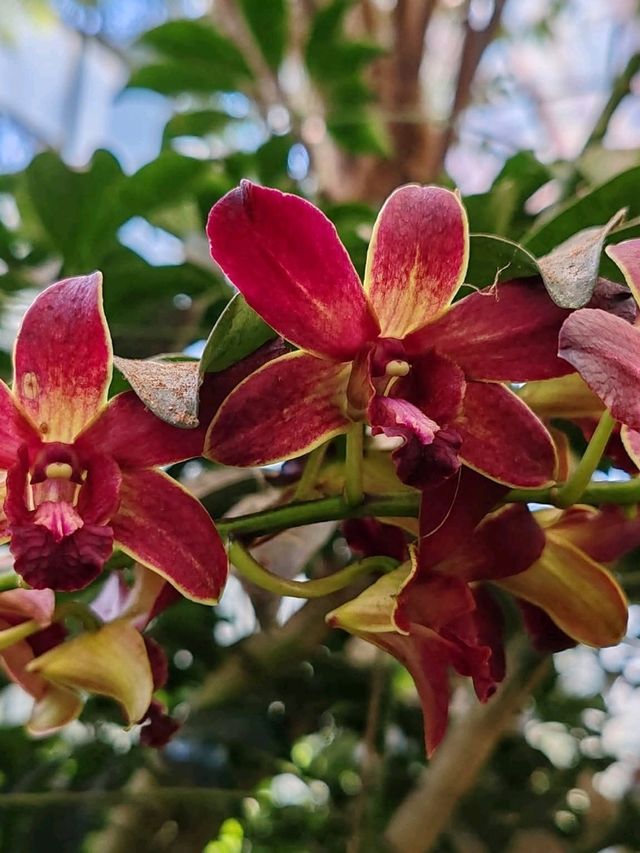 A Myriad of Orchids A Myriad of Orchids