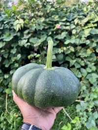 Green Harvest Vibes🍃