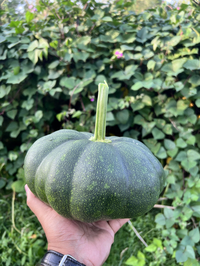 Green Harvest Vibes🍃 Green Harvest Vibes🍃