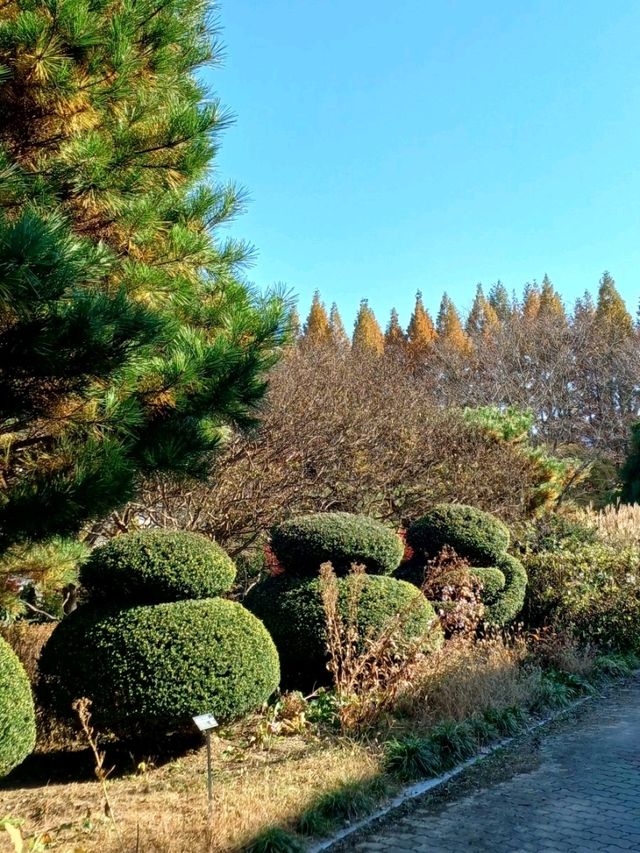 가을빛이 부드럽게 내려앉는 숲 가을빛이 부드럽게 내려앉는 숲