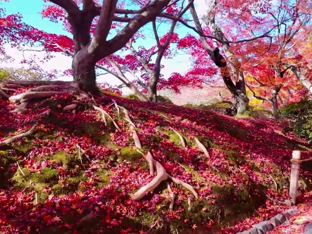 京都龍安寺秋日賞楓必到秘境🍁一場視覺與心靈的雙重盛宴