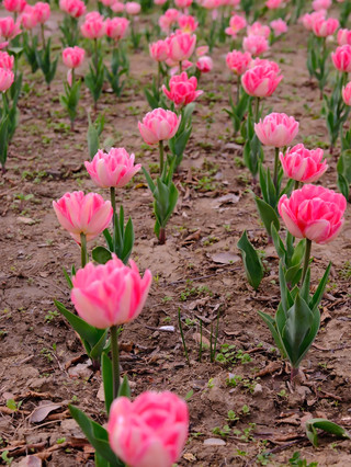 Spring at Gucun Park🌸