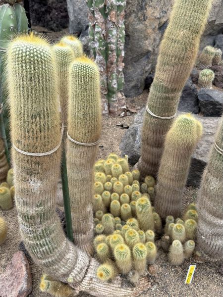 伊豆シャボテン動物公園の多肉植物コレクション：富士の麓に広がる