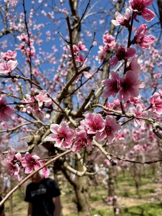 S&R Blossom Festival Perth | Our Experience