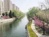 🌸🌳🍒Blossoms in Downtown Beijing! 🏙️