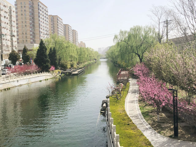 🌸🌳🍒Blossoms in Downtown Beijing! 🏙️