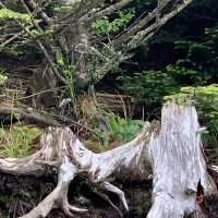Our Great Smoky Mountains Trip 2020