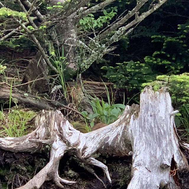 Our Great Smoky Mountains Trip 2020