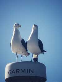 Walvis Bay: The Coastal Gem of Namibi
