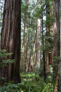 Hidden Gem in the Redwoods