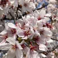 🌸Cherry blossoms in Sendai 🌸