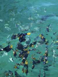 Mexico | Swim with Dolphin and enjoy the sea view