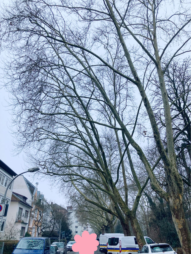 Lindenhofplatz에서