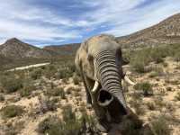Aquila Game Reserve Safari