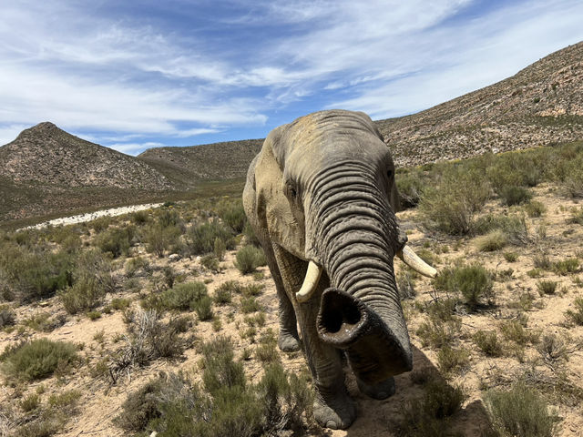 Aquila Game Reserve Safari