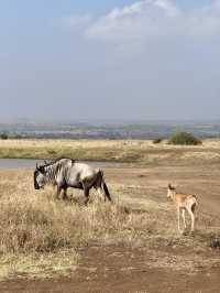 Nairobi National Park – Wildlife on the City’s Edge 🦏