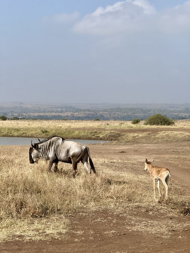 Nairobi National Park – Wildlife on the City’s Edge 🦏