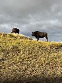 Yellowstone: One of the most beautiful national parks