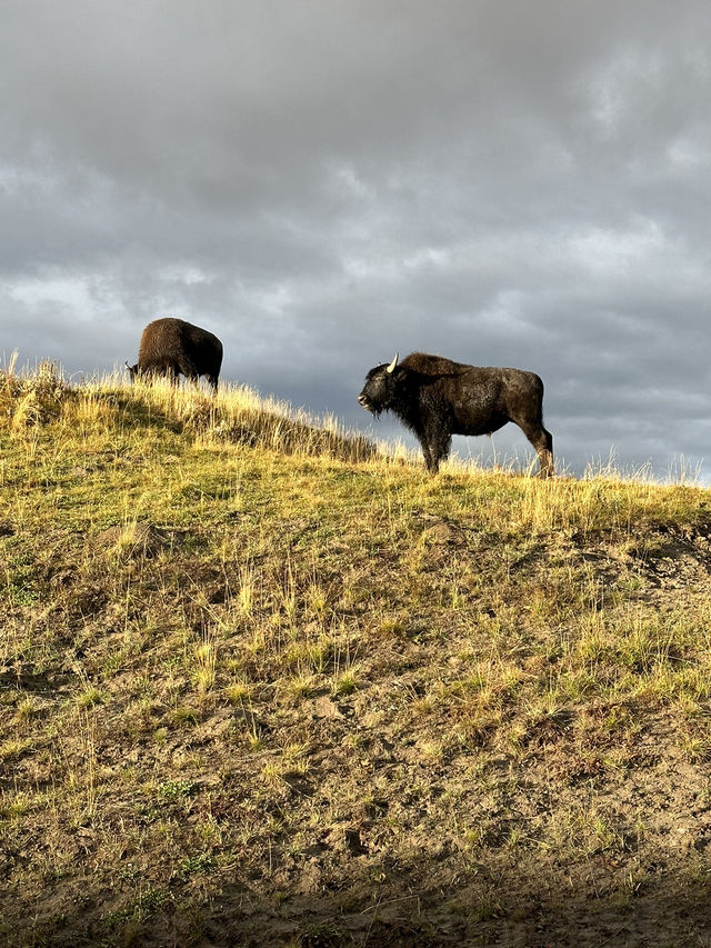 Yellowstone: One of the most beautiful national parks