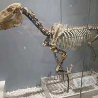 Dinosaurs, nice exhibitions in Natural History Museum of China 