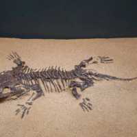 Dinosaurs, nice exhibitions in Natural History Museum of China 
