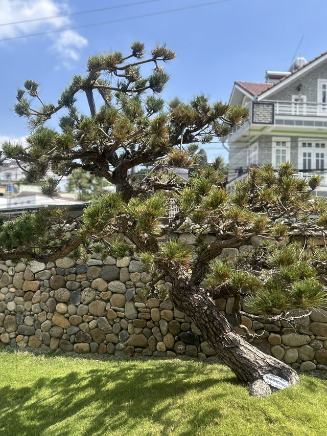 Love 🧡 and cosmic architecture of Dalat living 