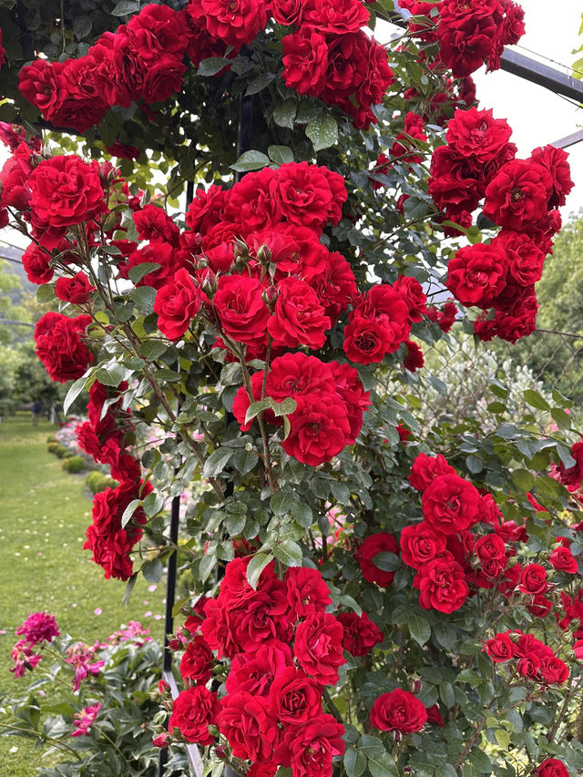 Guesthouse of hundreds of roses
