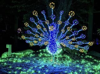 During the Christmas season, Phoenix Zoo 