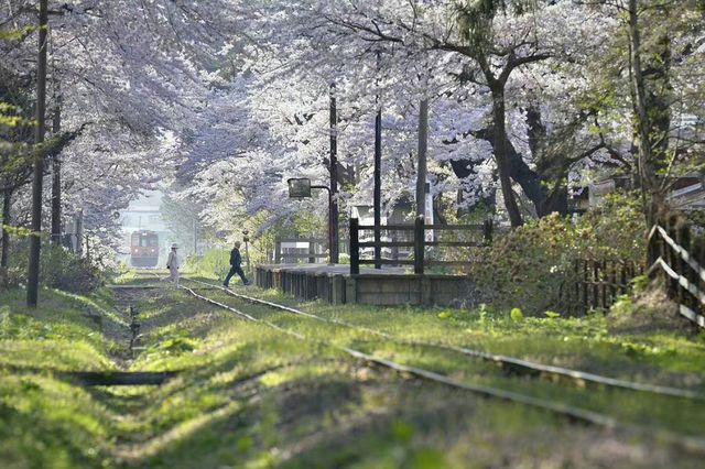Cherry Blossom Train | Ashino Park in Aomori Prefecture, Japan