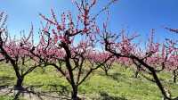 Stroll through Aitona, the flower town of Lleida province in Spain.