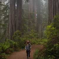 🌲 Redwoods: Towering Giants 🌲