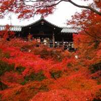 日本之秋：探訪賞楓勝地，濃情畫意🍁