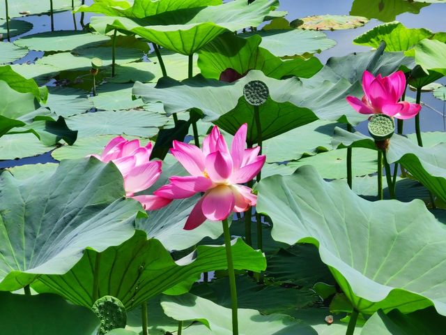 走遍寧夏之鳴翠濕地（銀川—鳴翠湖）