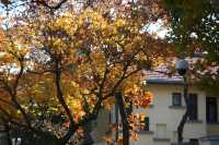 青島八大關異國建築群在色彩斑斕的閃爍下更加奪目迷人