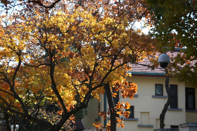 青島八大關異國建築群在色彩斑斕的閃爍下更加奪目迷人 青島八大關異國建築群在色彩斑斕的閃爍下更加奪目迷人