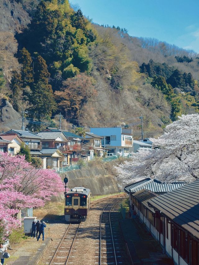 距離東京只有兩小時的櫻花鐵道