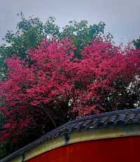 說三遍:不是林陽寺，不是林陽寺，不是林陽寺