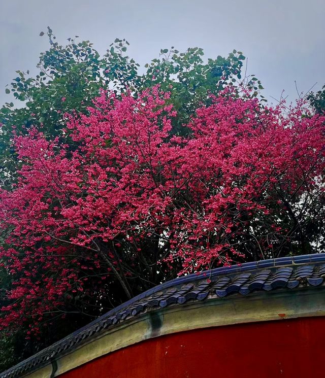 說三遍:不是林陽寺，不是林陽寺，不是林陽寺
