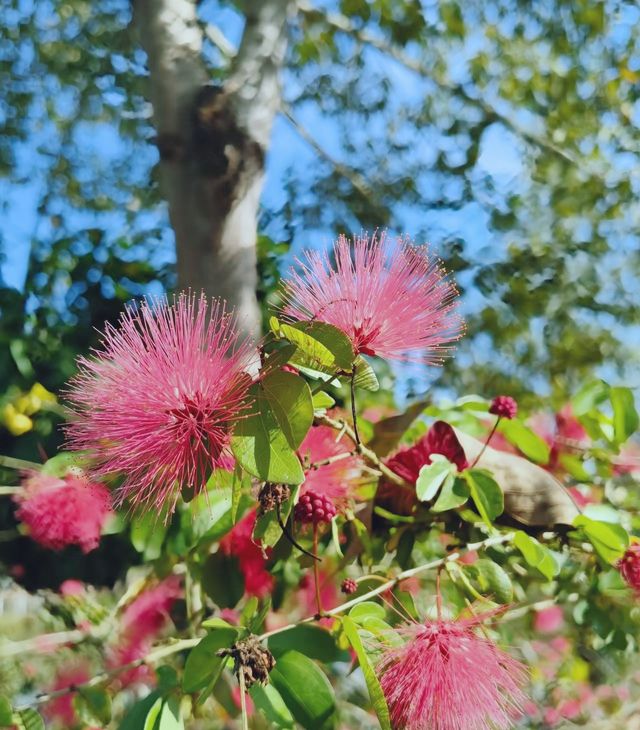 雲南|中科院植物園