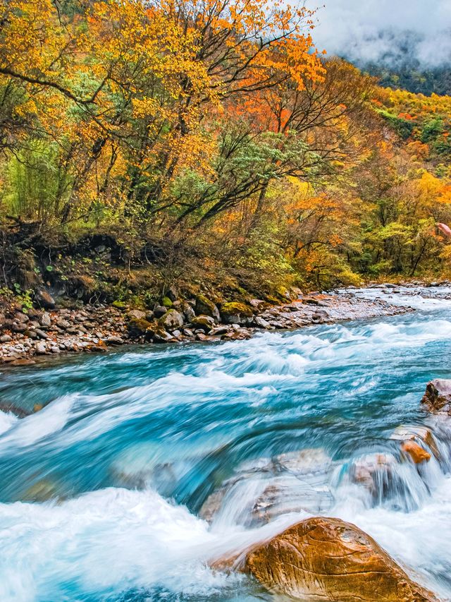 不想去光霧山的，來這個小眾免費的彩林盛景