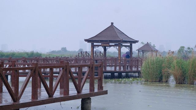 周口市淮陽區 龍湖濕地公園丨北方最佳賞荷盛地