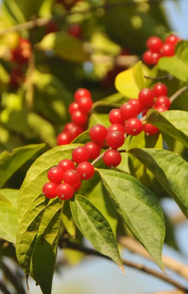 Autumn scenery - Silverberry