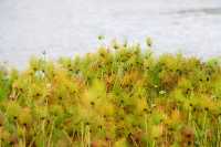 粉色深圳 | 7000m粉黛花海，浪漫秋日童話