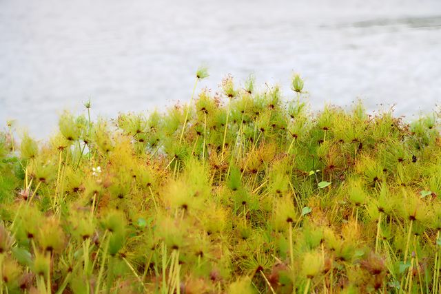 粉色深圳 | 7000m粉黛花海，浪漫秋日童話